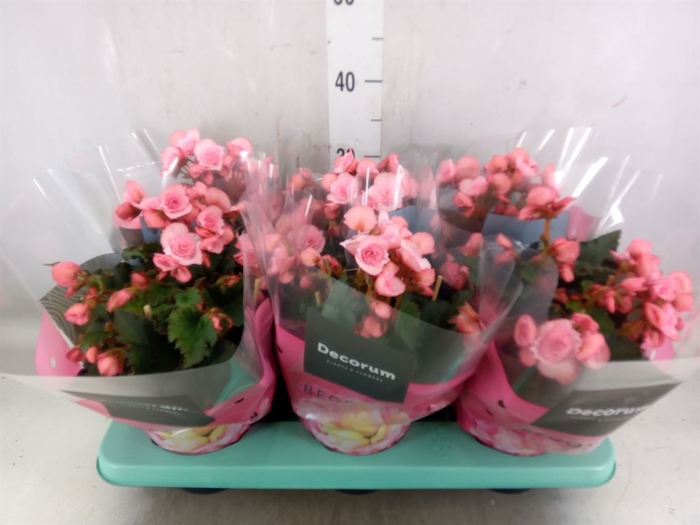 <h4>Begonia elat. DU 'Move2Joy Pink'</h4>