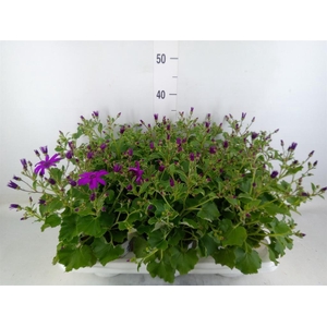 Pericallis cr. 'Senetti Magenta'