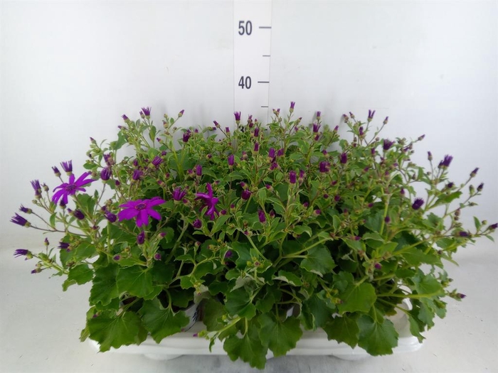 <h4>Pericallis cr. 'Senetti Magenta'</h4>