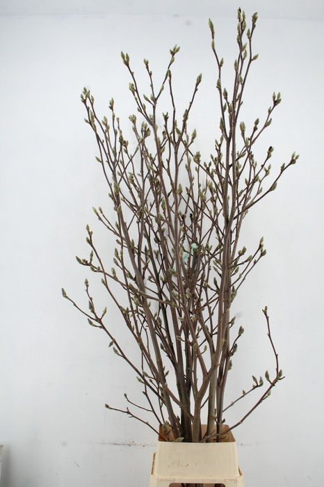 <h4>MAGNOLIA SUPERBA EXTRA 180CM</h4>