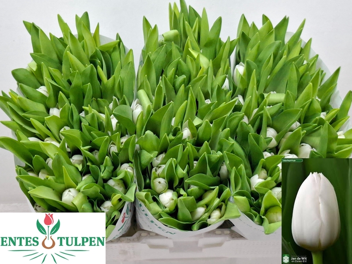 <h4>TU EN ROYAL VIRGIN</h4>