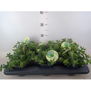 Delosperma echinatum