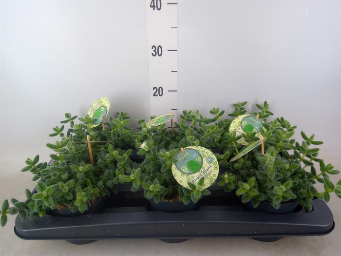 <h4>Delosperma echinatum</h4>