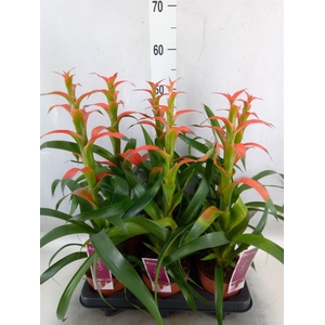 Guzmania wittmackii   ...red