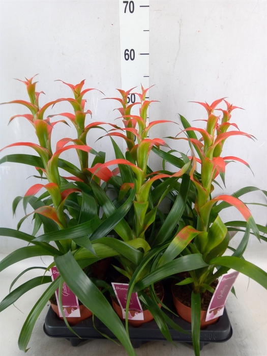 <h4>Guzmania wittmackii   ...red</h4>