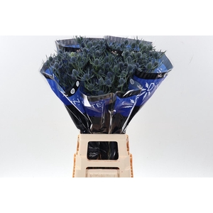 Eryng Blue Dynamite 80cm