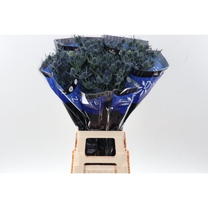 Eryng Blue Dynamite 80cm