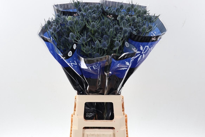 <h4>Eryng Blue Dynamite 80cm</h4>