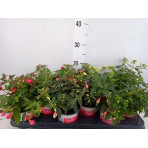 Fuchsia  'Bella Fuchsia'  .mix hang