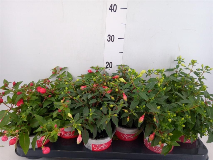 <h4>Fuchsia  'Bella Fuchsia'  .mix hang</h4>
