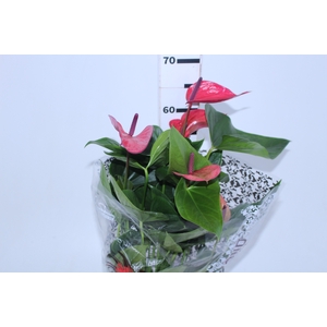 ANTHURIUM ANOUK P19