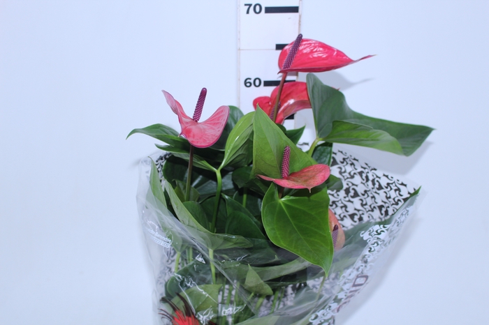ANTHURIUM ANOUK P19