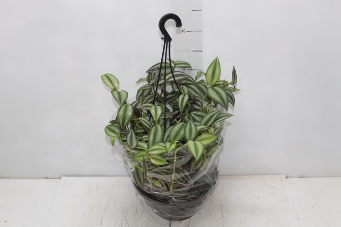 <h4>TRADESCANTIA ZEBRINA C21</h4>