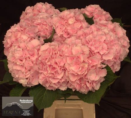 <h4>Hydr M Ch Verena Roze 60cm</h4>
