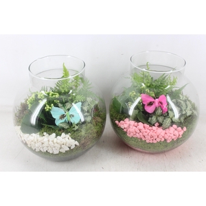 arr2 PL - Bolglas nek XL - roze/wit