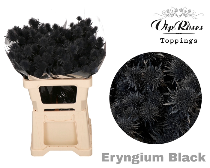 ERYNGIUM SUPERNOVA BLACK 60cm