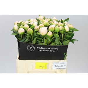 Paeonia Princess Bride