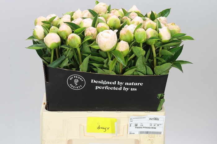 <h4>Paeonia Princess Bride</h4>