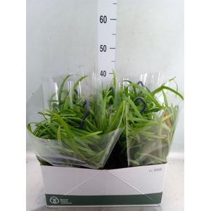 Rhipsalis   ...