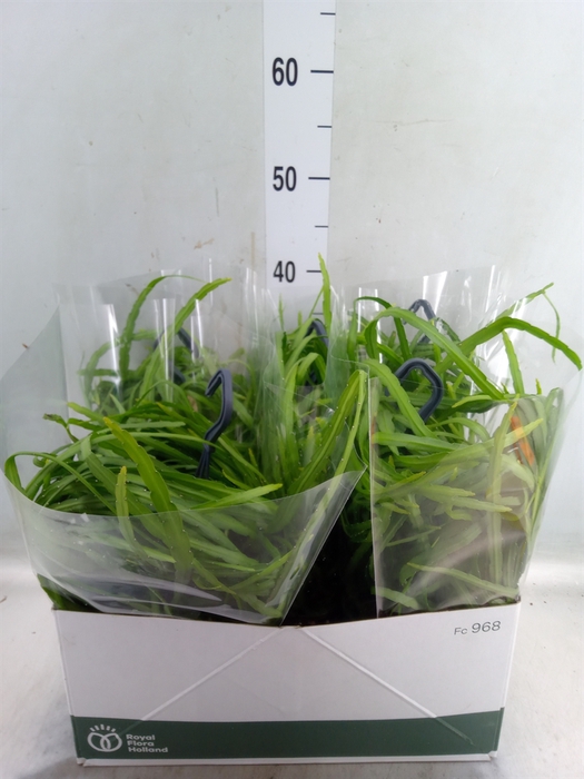 <h4>Rhipsalis   ...</h4>