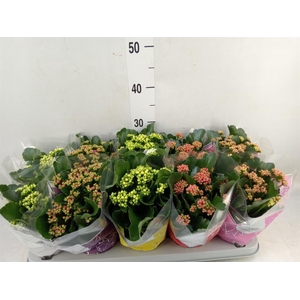 Kalanchoe blos. 'Perfecta'  ..mix 5