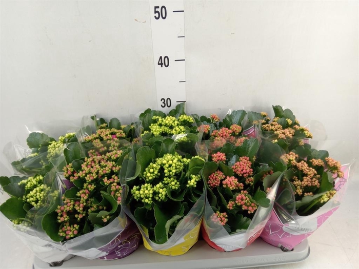 <h4>Kalanchoe blos. 'Perfecta'  ..mix 5</h4>