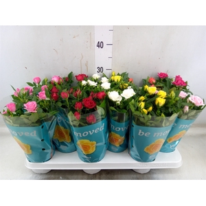 Rosa  'Beau Monde'   ...mix 7