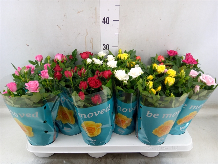 <h4>Rosa  'Beau Monde'   ...mix 7</h4>