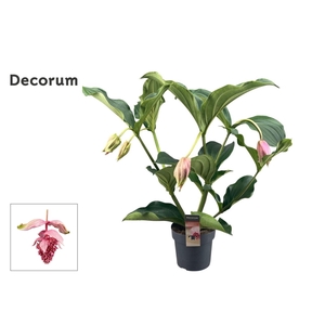 Medinilla Magnifica 2 etage 4 knop (Decorum)