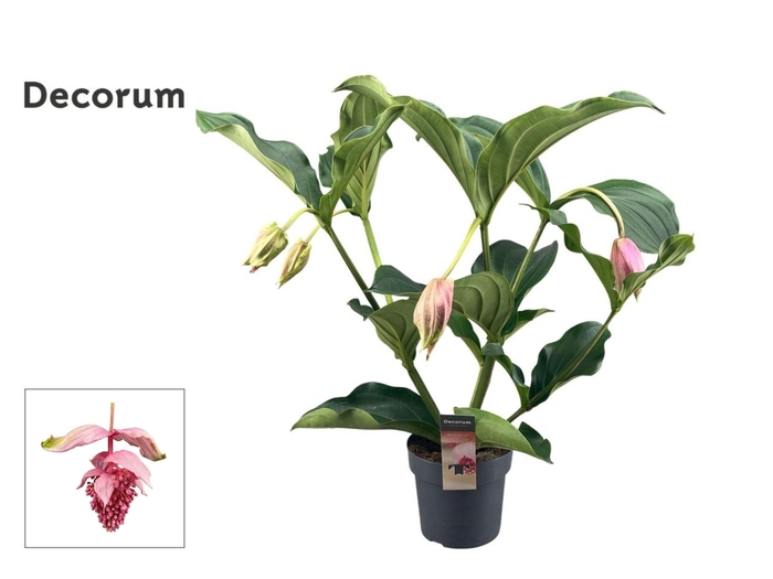 <h4>Medinilla Magnifica 2 etage 4 knop (Decorum)</h4>