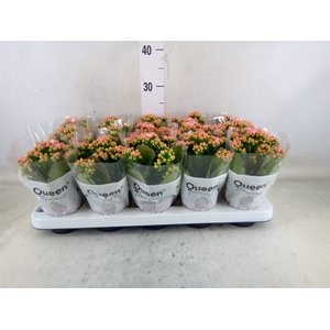 Kalanchoe  'RoseFlow Audrey'