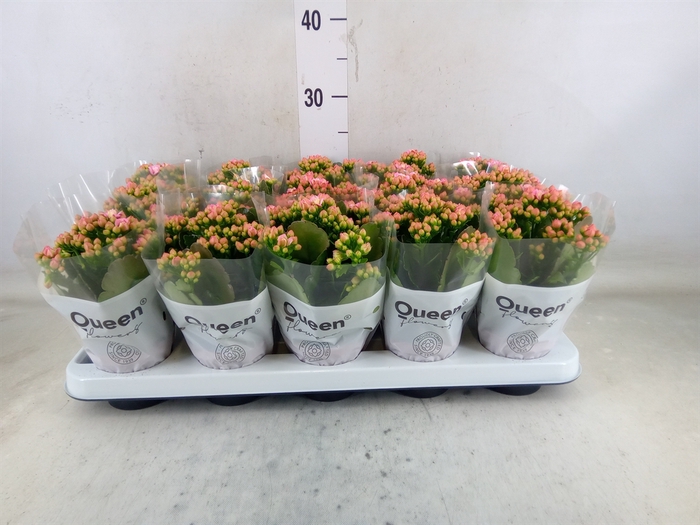 <h4>Kalanchoe  'RoseFlow Audrey'</h4>