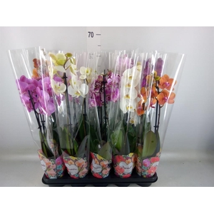 Phalaenopsis   ...