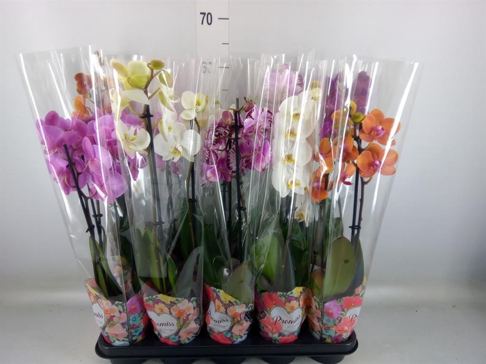 <h4>Phalaenopsis ...</h4>