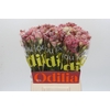 Blushing Bride Pink 2/5 Flowers