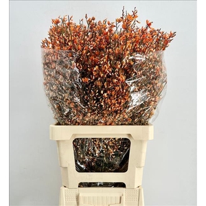 Genista Heidebrem Painted Orange