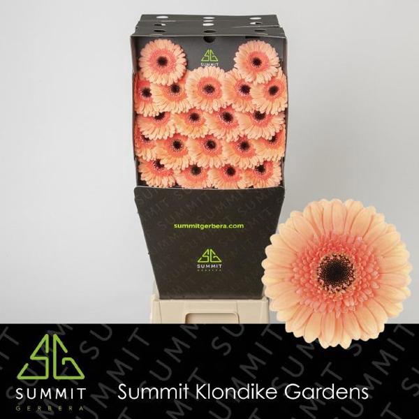 <h4>Ge Mi Cookie N Cream Diamond Summit</h4>