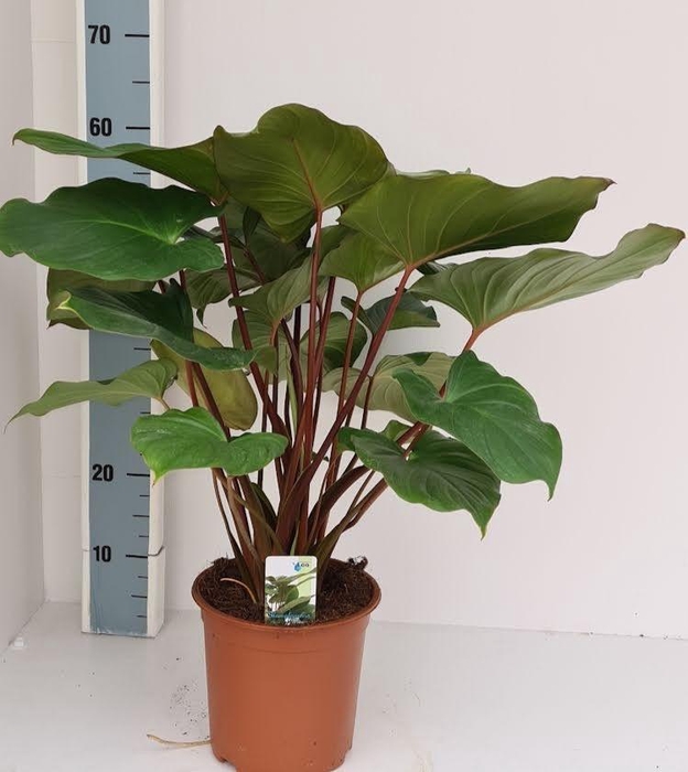 <h4>Homalomena Maggy</h4>