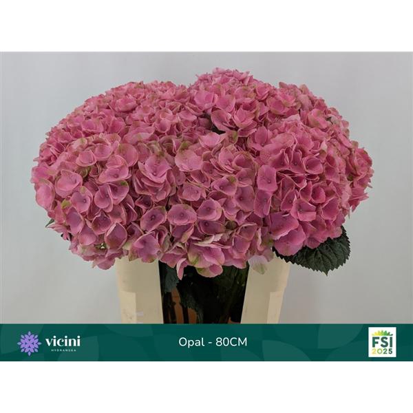 <h4>Hydr Opal 60 cm Vicini</h4>