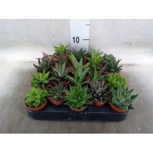 Aloe   ...mix