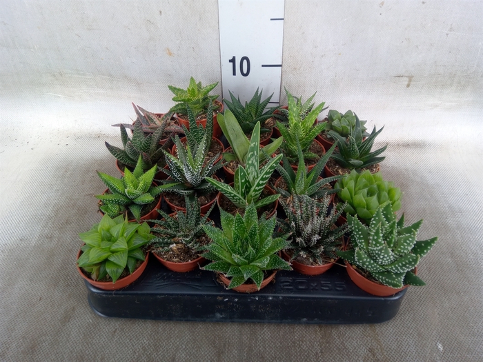 <h4>Aloe   ...mix</h4>