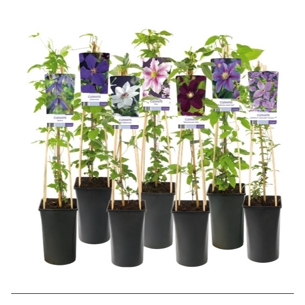 <h4>Mix CC Clematis +light label</h4>