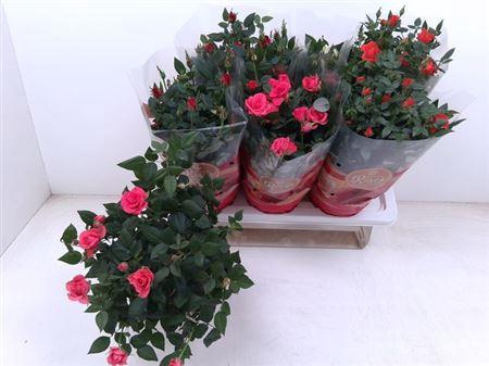 Rosa Favourite Gemengd