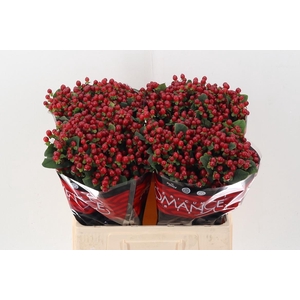 Hyp Red Light Rom 60cm