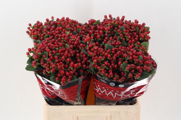 <h4>Hyp Red Light Rom 60cm</h4>