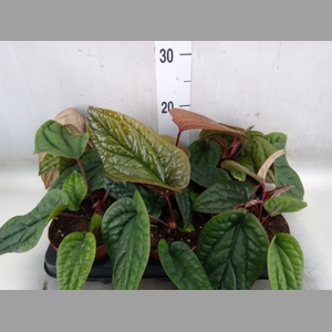 Anthurium   ...