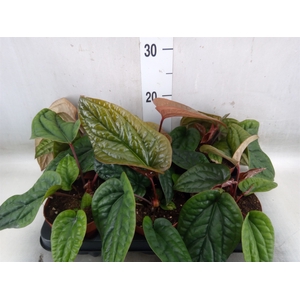 Anthurium   ...