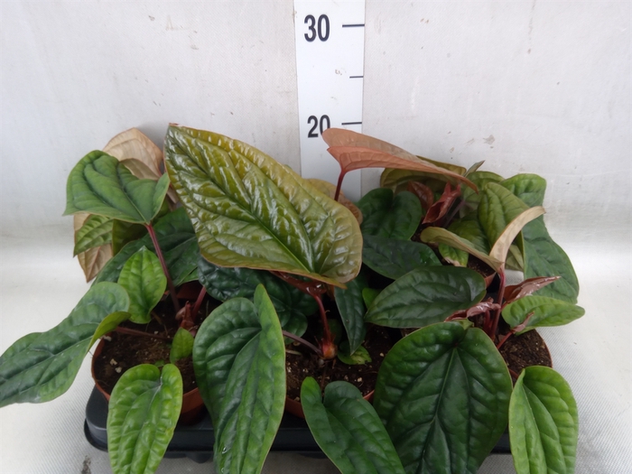 <h4>Anthurium   ...</h4>