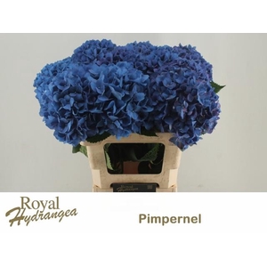 HYDR M CH PIMPERNEL
