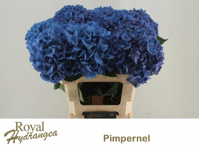 <h4>HYDR M CH PIMPERNEL</h4>